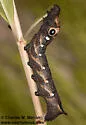 Falcon Sphinx - Hodges#7889