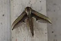 Falcon Sphinx - Hodges#7889 - photo 2
