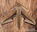 Falcon Sphinx - Hodges#7889 - photo 3