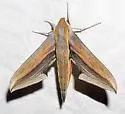 Falcon Sphinx - Hodges#7889 - photo 4