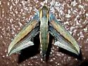 Falcon Sphinx - Hodges#7889 - photo 5