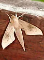 Xylophanes libya - Hodges#7891