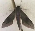Xylophanes libya - Hodges#7891 - photo 2