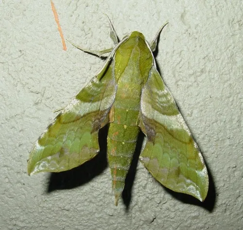 Pluto Sphinx - Hodges#7887