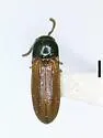 Xylophilus crassicornis