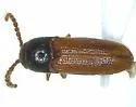 Xylophilus crassicornis - photo 2