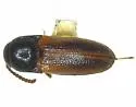 Xylophilus crassicornis - photo 3