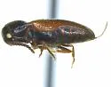 Xylophilus crassicornis - photo 4