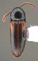 Xylophilus crassicornis - photo 5