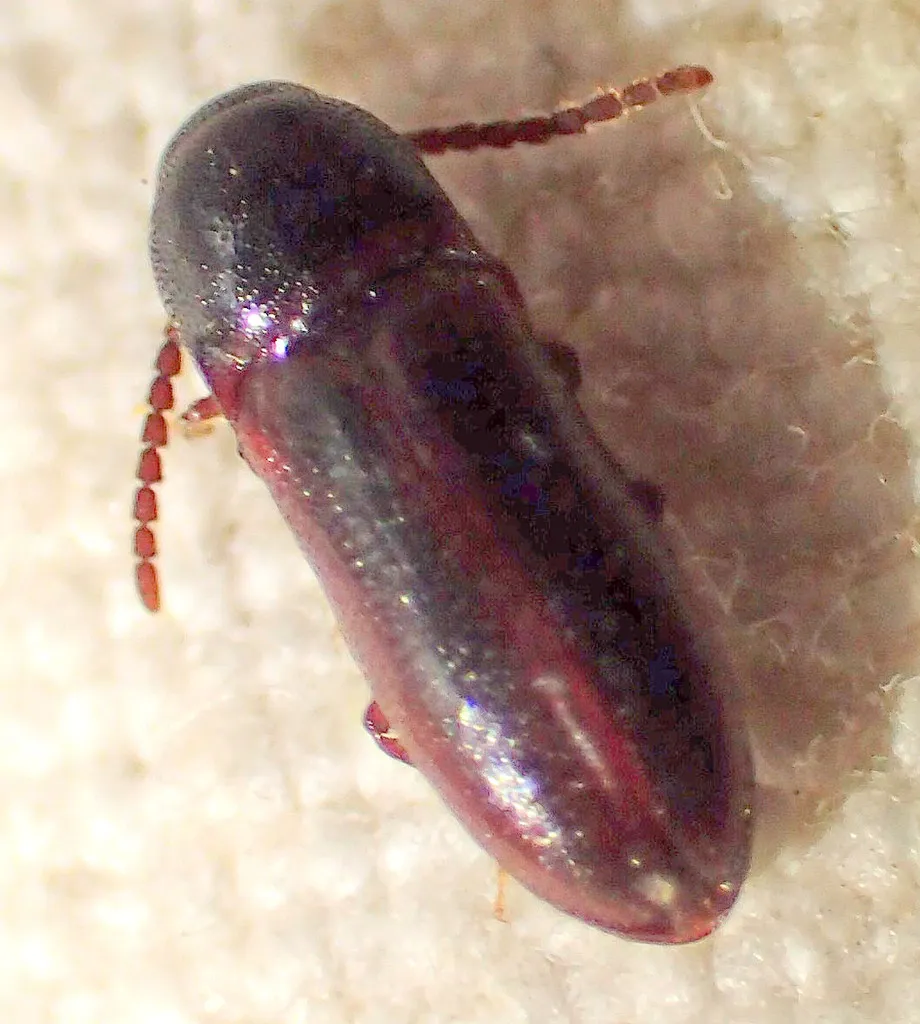 Xylophilus cylindriformis - photo 2