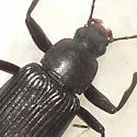 Xylopinus aenescens
