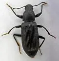 Xylopinus saperdoides