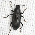 Xylopinus saperdoides - photo 2