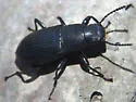 Xylopinus saperdoides - photo 4