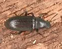 Xylopinus saperdoides - photo 5