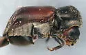 Xylopsocus capucinus - photo 4