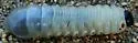 Xyloryctes thestalus - photo 3