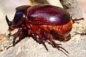 Xyloryctes thestalus - photo 4