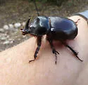 Xyloryctes thestalus - photo 5