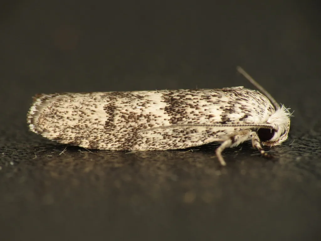 Timber Moths - photo 2