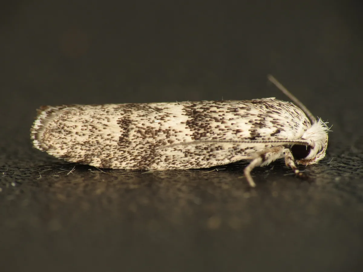 Timber Moths - photo 3