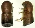 Xylosandrus amputatus