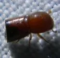Xylosandrus amputatus - photo 2