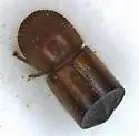 Xylosandrus amputatus - photo 3