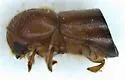 Xylosandrus amputatus - photo 4