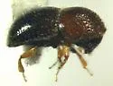 Black Twig Borer