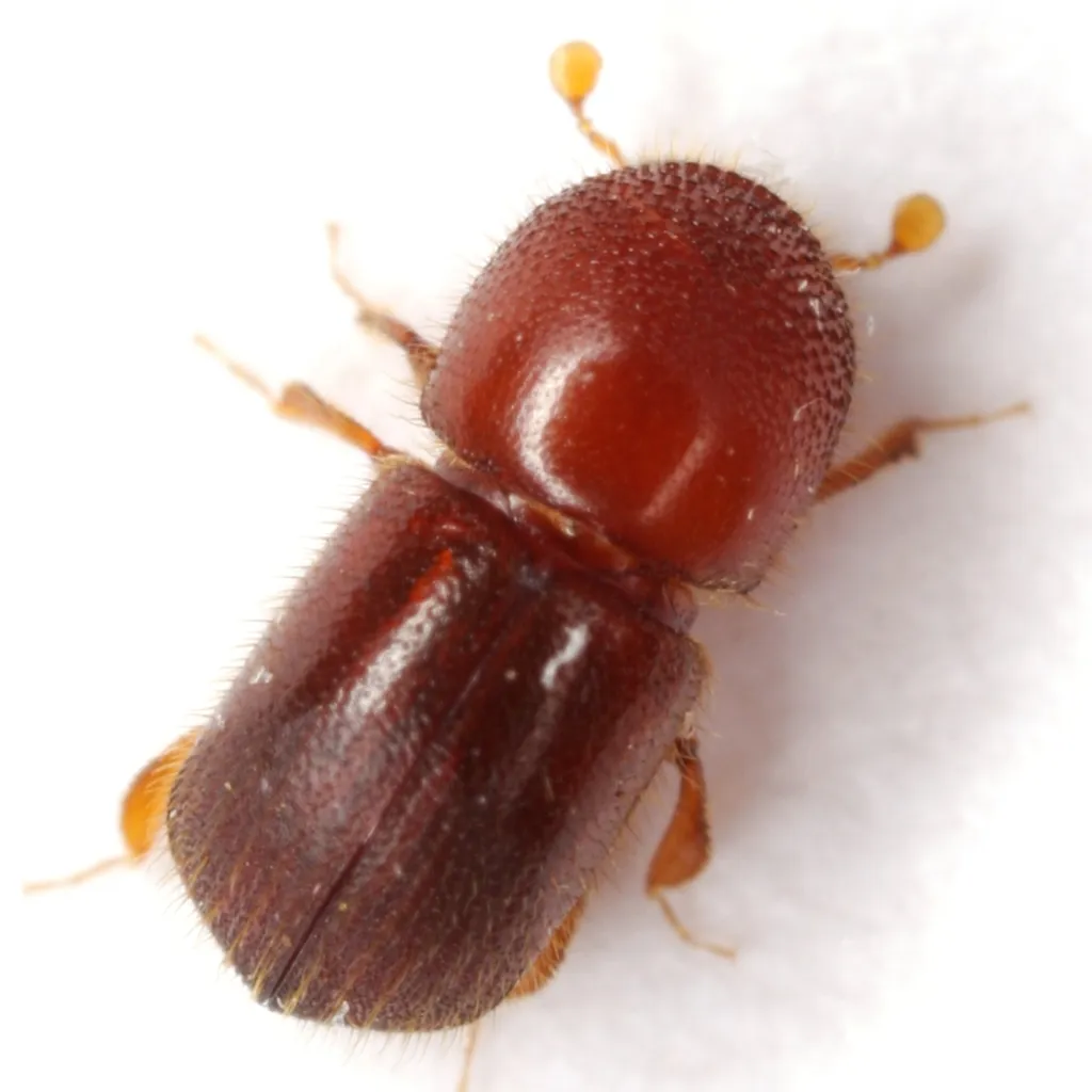 Xylosandrus crassiusculus - photo 2