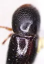 Alnus Ambrosia Beetle - Xylosandrus germanus