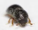 Alnus Ambrosia Beetle - photo 2