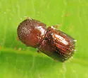 Alnus Ambrosia Beetle - photo 4