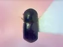Alnus Ambrosia Beetle - photo 5