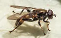 Xylota annulifera