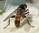 Xylota annulifera - photo 2