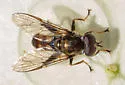 Xylota annulifera - photo 3