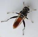 Xylota bicolor