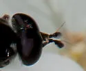Xylota bicolor - photo 4