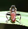 Xylota bicolor - photo 5