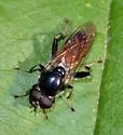 Xylota flavitibia - photo 2