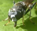 Xylota flavitibia - photo 3