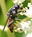 Xylota flavitibia - photo 4