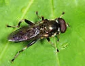 Xylota quadrimaculata
