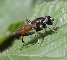 Xylota segnis