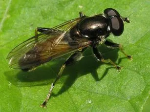 Xylota segnis - photo 8