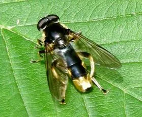 Xylota sylvarum