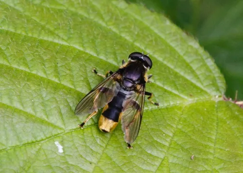 Xylota sylvarum - photo 2
