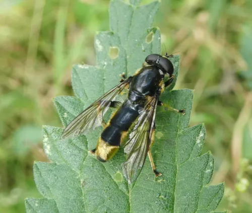 Xylota sylvarum - photo 3